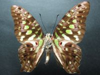 Adult Male Under of Green Spotted Triangle - Graphium agamemnon ligatus